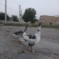 غاز نر|حیوانات مزرعه|گنبد کاووس, |دیوار