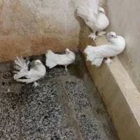 فروش کفترای چتری