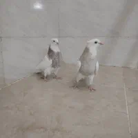 جفت جوجه طوقی|پرنده|شوشتر, |دیوار