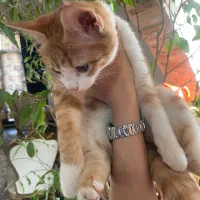 گربه خانگی|گربه|یزد, |دیوار