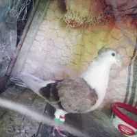کفتر کبوتر جفت نر ماده فروشی و معاوضه|پرنده|آشخانه, |دیوار