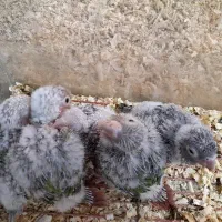 جمع آوری گرینچیک سرلاکی|پرنده|بجنورد, |دیوار