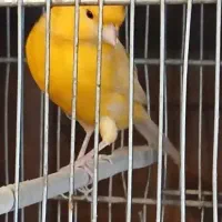 قناری نر امسالی تا حالا جفت نخورده قرص