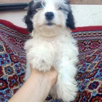 سگ شیتزو نر ۲ نیم ماهه فقط ۵|سگ|رشت, منظریه|دیوار