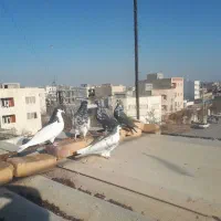 کبوتر رنگی|پرنده|بجنورد, |دیوار