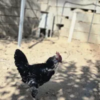 خروس گلین|حیوانات مزرعه|شیراز, کودیان|دیوار