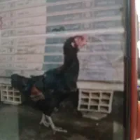 مرغ لاری خروس