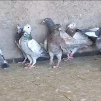 کبوتر پرشی|پرنده|شیراز, بازار|دیوار