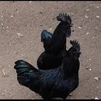 خروس  ایام سهمانی