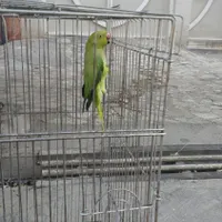 طوطی ملنگو گمشده