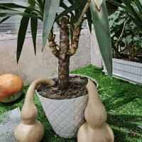 گل طبیعی|گل و گیاه طبیعی|زنجان, |دیوار