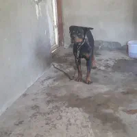 فروش سگ روتوایلر