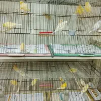 فروش قناری نر وماده