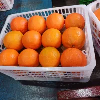 پرتقال تامسون نارنگی پچ اونشو