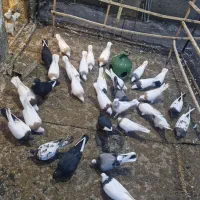 تعدادی کبوتر|پرنده|سرخه, |دیوار