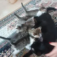 واگذاری گربه نژاددار