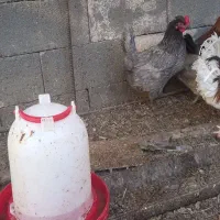 کفتر کاشونی سبز سدی|پرنده|شهرضا, |دیوار