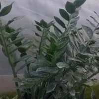 گل زاموفیلیا بزرگ|گل و گیاه طبیعی|قدس, شهر‌قدس|دیوار