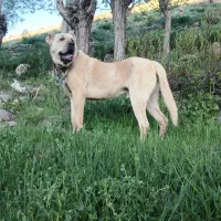 سگ نگهبان شدید