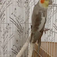 فروش عروس هلندی|پرنده|شاهین‌شهر, گزبرخوار|دیوار