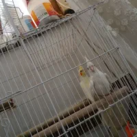 جفت عروس هلندی