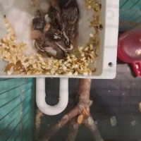 یک جفت فنج کینگ مولد|پرنده|تهران, سازمان برنامه جنوبی|دیوار