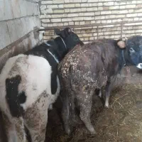 گوساله وگوسفند|حیوانات مزرعه|هریس, |دیوار