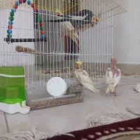 عروس هلندی