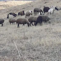 کاه کندم خرمنکوب