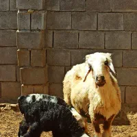 میش دوقلو