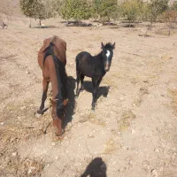 خریدوفروش دام سبک و سنگین|حیوانات مزرعه|هشتگرد, خور|دیوار