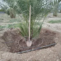 هرس کردن درخت و علف زنی