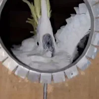 فروش و معاوضه کاسکو و کاکادو