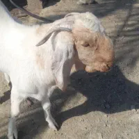 تروشت
