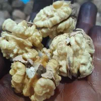 گردوی تازه و خوشمزه