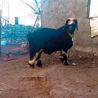 سلام یک بره نر