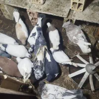 17عددکفترجغتگاه|پرنده|مشهد, امیرآباد|دیوار