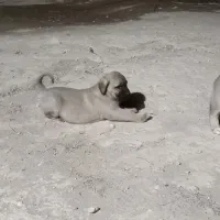 توله ۱۷ماهه پژدر|سگ|مراغه, |دیوار