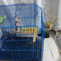 مرغ عشق نر|پرنده|شهریار, شهرک مصطفی خمینی|دیوار