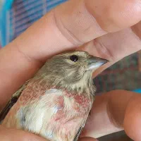 سهره|پرنده|اسفرورین, |دیوار