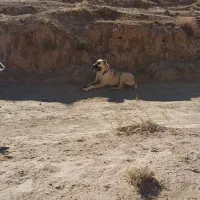 حیوان|سگ|تربت جام, پارک جنگلی|دیوار