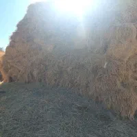 علف فروشی|لوازم جانبی حیوانات|فیروز, |دیوار