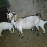 بز آلپاین فروشی
