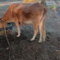 گ او|حیوانات مزرعه|کهنوج, |دیوار