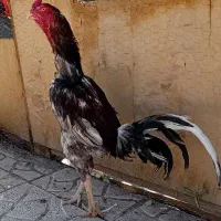 لاری اوشامو