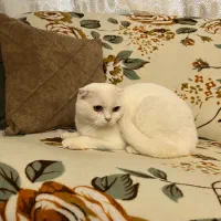 گربه برتیش و اسکاتیش ماده|گربه|تبریز, |دیوار