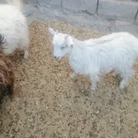 کره|حیوانات مزرعه|ماهان, |دیوار