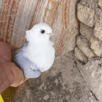 کفتر قیمت مناسب