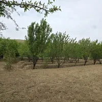 باغ بادام و سنجد در کنار اتوبان آذرشهر عجب شیر|فروش زمین و ملک کلنگی|آذرشهر, |دیوار