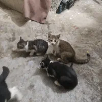 واگزاری 4تا بچه گربه|گربه|کرمانشاه, |دیوار